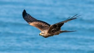 Zugvögel - Ein Jahr vergeht im Flug backdrop