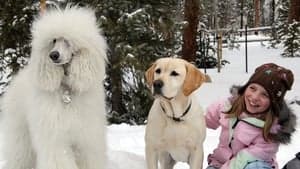 The Dog Who Saved Christmas backdrop