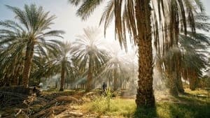 Tunisie : Une oasis dans un grain de sable backdrop