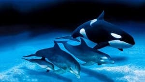 IMAX Dolphins and Whales: Tribes of the Ocean backdrop