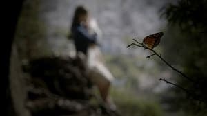 Butterfly backdrop