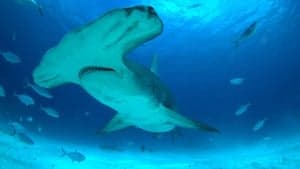 Mega Hammerhead backdrop