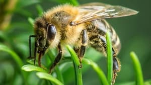 Im Wald der wilden Bienen backdrop