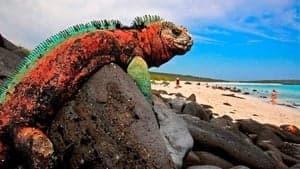 The Dragons of Galapagos backdrop