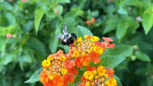 The Last Bumblebee backdrop