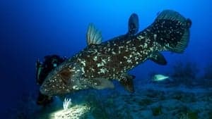 The Coelacanth, a dive into our origins backdrop