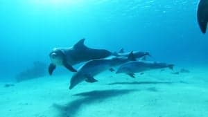 Dolphins in the Deep Blue Ocean backdrop