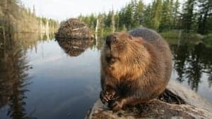 White Tuft, the Little Beaver backdrop