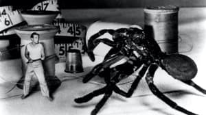 The Incredible Shrinking Man backdrop