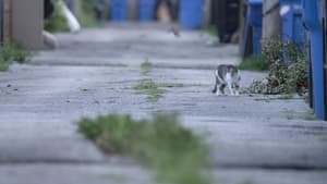 Cat City backdrop