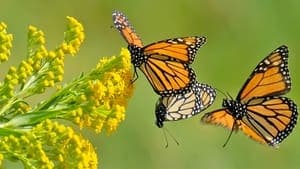 Beauty on the Wing: Life Story of the Monarch Butterfly backdrop