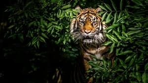 Thailand's Wild Cats backdrop