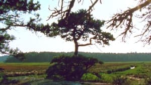 Jasper Beach and The Salt Marsh backdrop