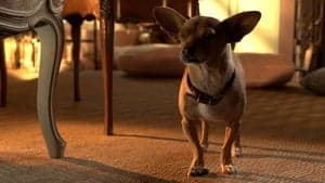 Beverly Hills Chihuahua 3 backdrop