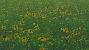 Mountain Wildflowers backdrop