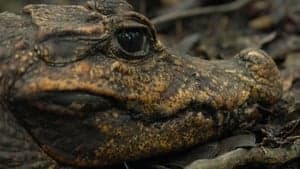 Cave Crocs of Gabon backdrop