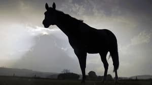 Der Sturm - Tiere bei Blitz und Donner backdrop