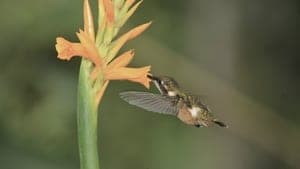 Hummingbirds: Jewelled Messengers backdrop