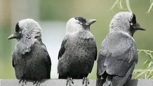 Bird Brain backdrop