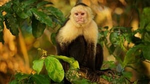 Nicobar Islands: A Monkey's Long Tale backdrop