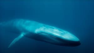 Blue Whales: Return of the Giants backdrop