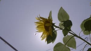 The sunflowers house backdrop