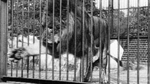 Lion, London Zoological Gardens backdrop