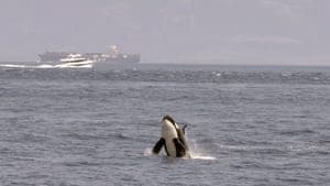 Watch Out for Orcas! Danger Off Gibraltar? backdrop