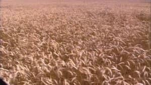 End of the Harvest backdrop