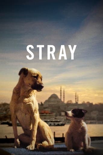 Stray Poster