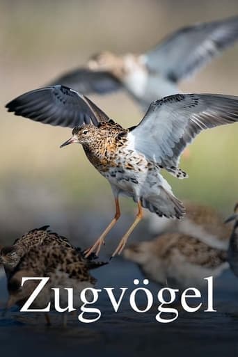 Zugvögel - Ein Jahr vergeht im Flug Poster