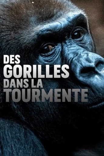 Gorillas unter Stress Poster